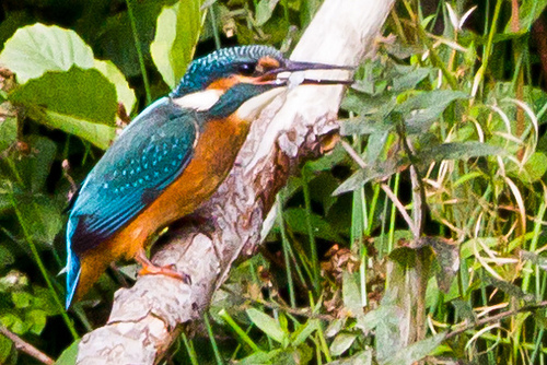 Kingfisher with fish by TN4Productions.co.uk