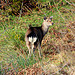 Canon EOS 60D.Canon 70-300mm Lens.Long Range Fallow Doe In Bluebell Wood.February 19th 2012.