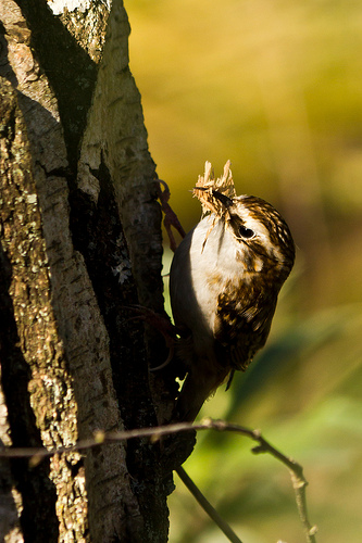 Treecreeper with nesting material by TN4Productions.co.uk