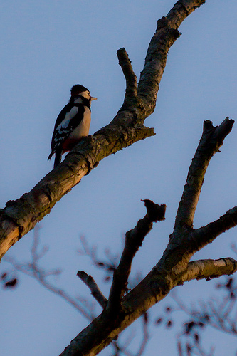 Greater Spotted Woodpecker by TN4Productions.co.uk