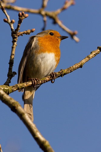 Spring Robin by TN4Productions.co.uk