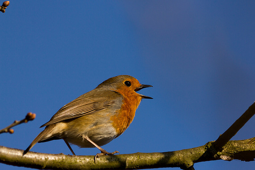 Spring Robin in Song by TN4Productions.co.uk